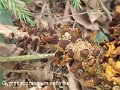 Gymnosporangium sabinae-amf179-1